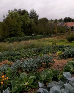 Deze week staat in het teken van tour de boer! Langs allemaal mooie initiatieven en boeren die bezig zijn met lokale voedselproductie. Als we La Finca succesvol willen opzetten, helpt het ontzettend om een kijkje te nemen bij vergelijkbare initiatieven die al stappen verder zijn. De tuinderijen van @boerderij_sierveld in Mechelen en @luboschland in Ransdaal liggen er vruchtbaar en rijk bij!🥬🍅🥦🧄🥕🥔🌽

De tuinderij van La Finca is straks bestemd voor eigen voedselproductie én voor die van bewoners uit de regio. Een plek waar je weer leert waar je eten vandaan komt en je inspiratie opdoet met wat de seizoenen ons bieden. Verbinding met de buurt ontstaat niet zomaar. Ik leerde vandaag dat je ook naar andere mogelijkheden kan kijken, zoals het als locatie beschikbaar zijn als post pakketpunt van het dorp.